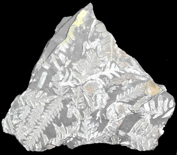 Fossil Seed Fern Plate - Pennsylvania #45458